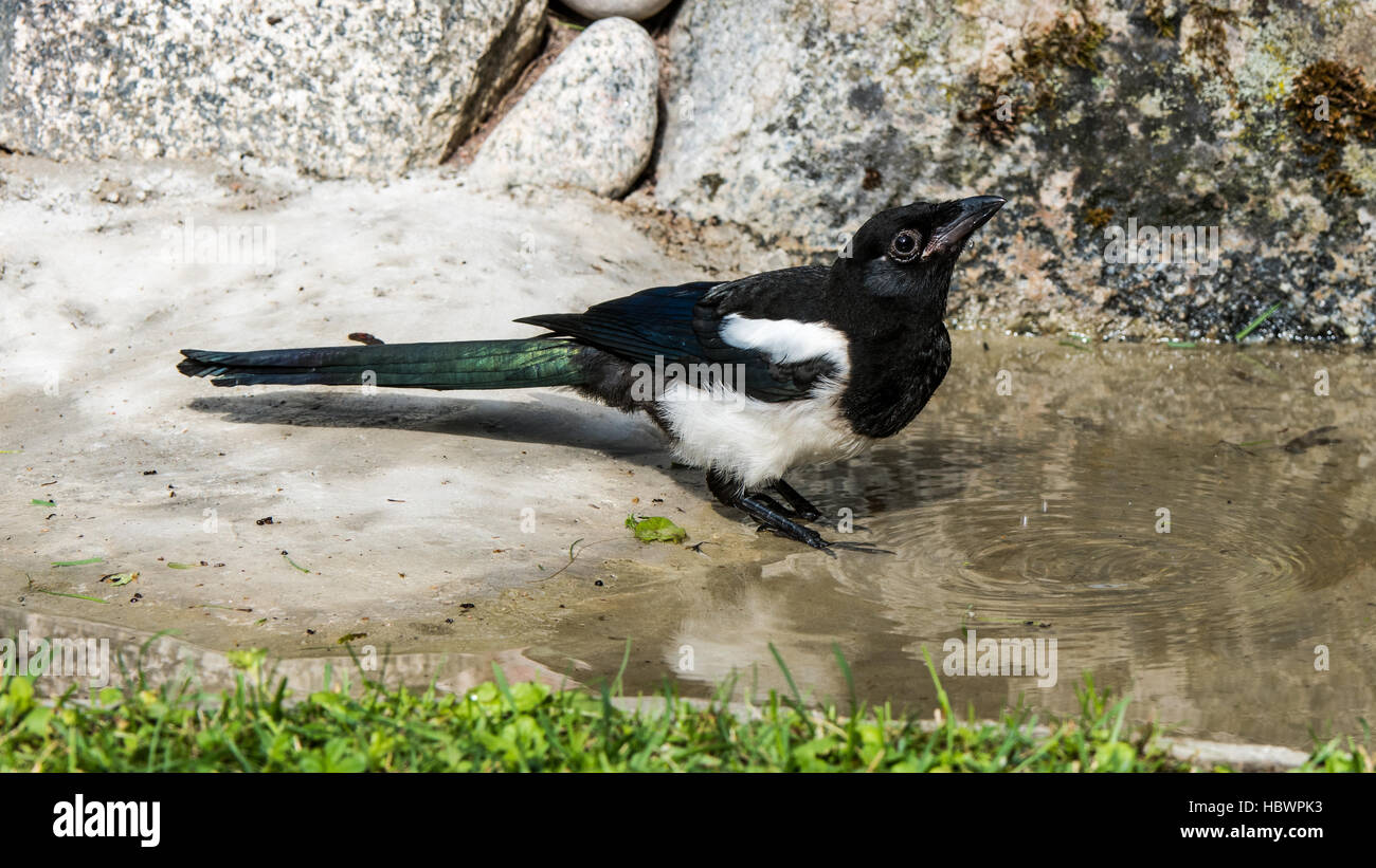 Schüchterne, aber schönen Elster (Pica Pica) trinken Sie etwas Wasser vor dem Bad. Stockfoto