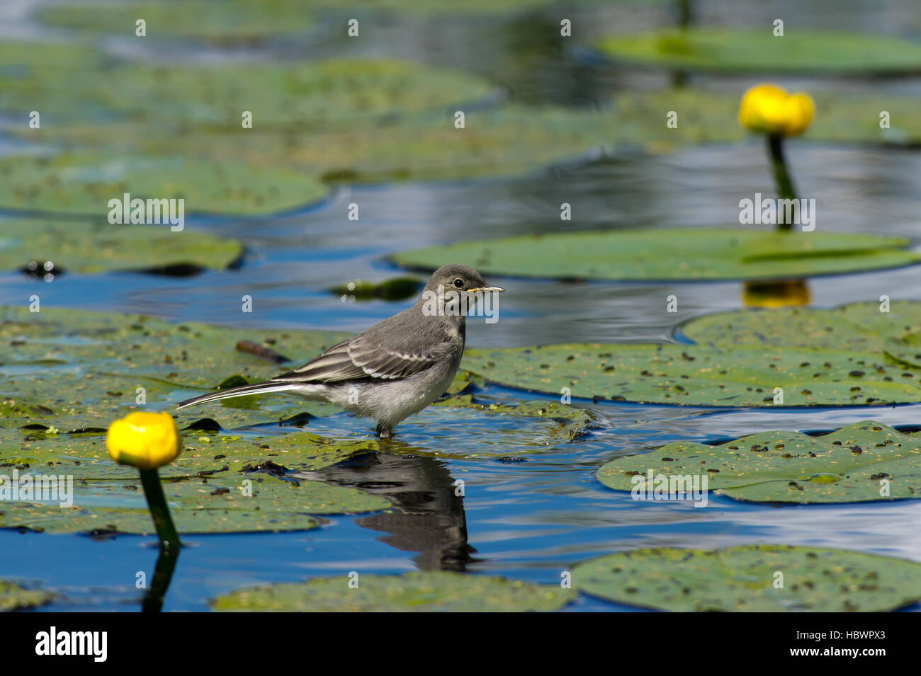 Die juvenile Bachstelze (Motacilla Alba) haben das Abendessen serviert auf das gelbe Seerosen-Blatt. Stockfoto