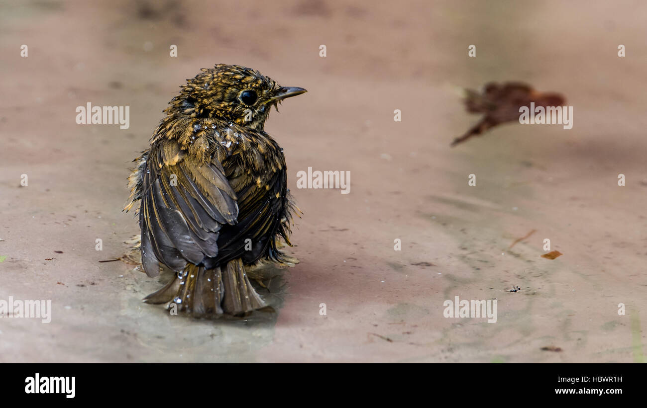 Das juvenile Rotkehlchen (Erithacus Rubecula) in der Badewanne. Stockfoto