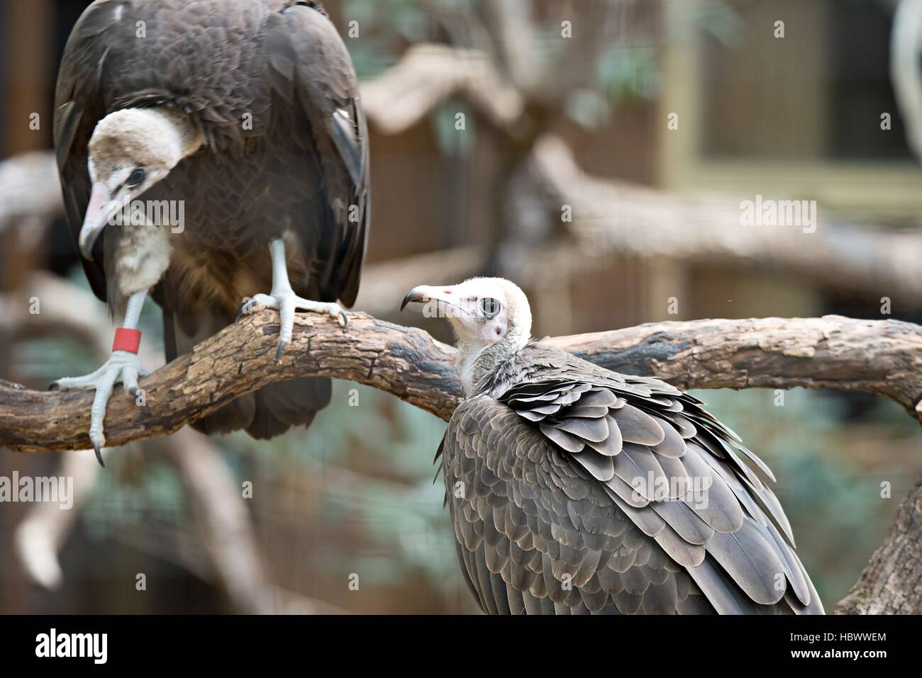 Geier in ein detailliertes Portrait in einem zoo Stockfoto