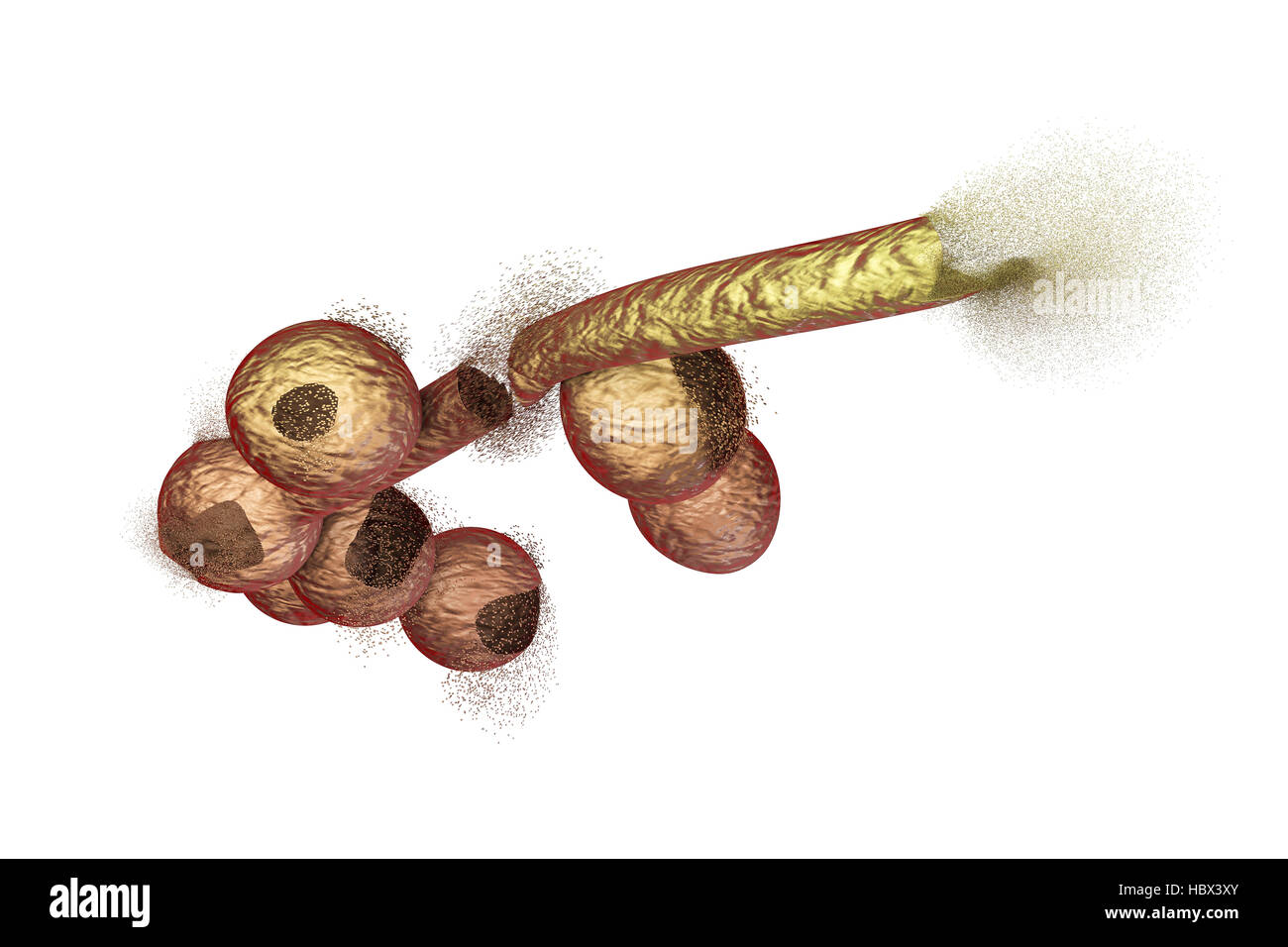 Zerstörung der Candida-Pilze, Computer Bild. Bild kann verwendet werden, um antimykotische Behandlungskonzept veranschaulichen. Stockfoto