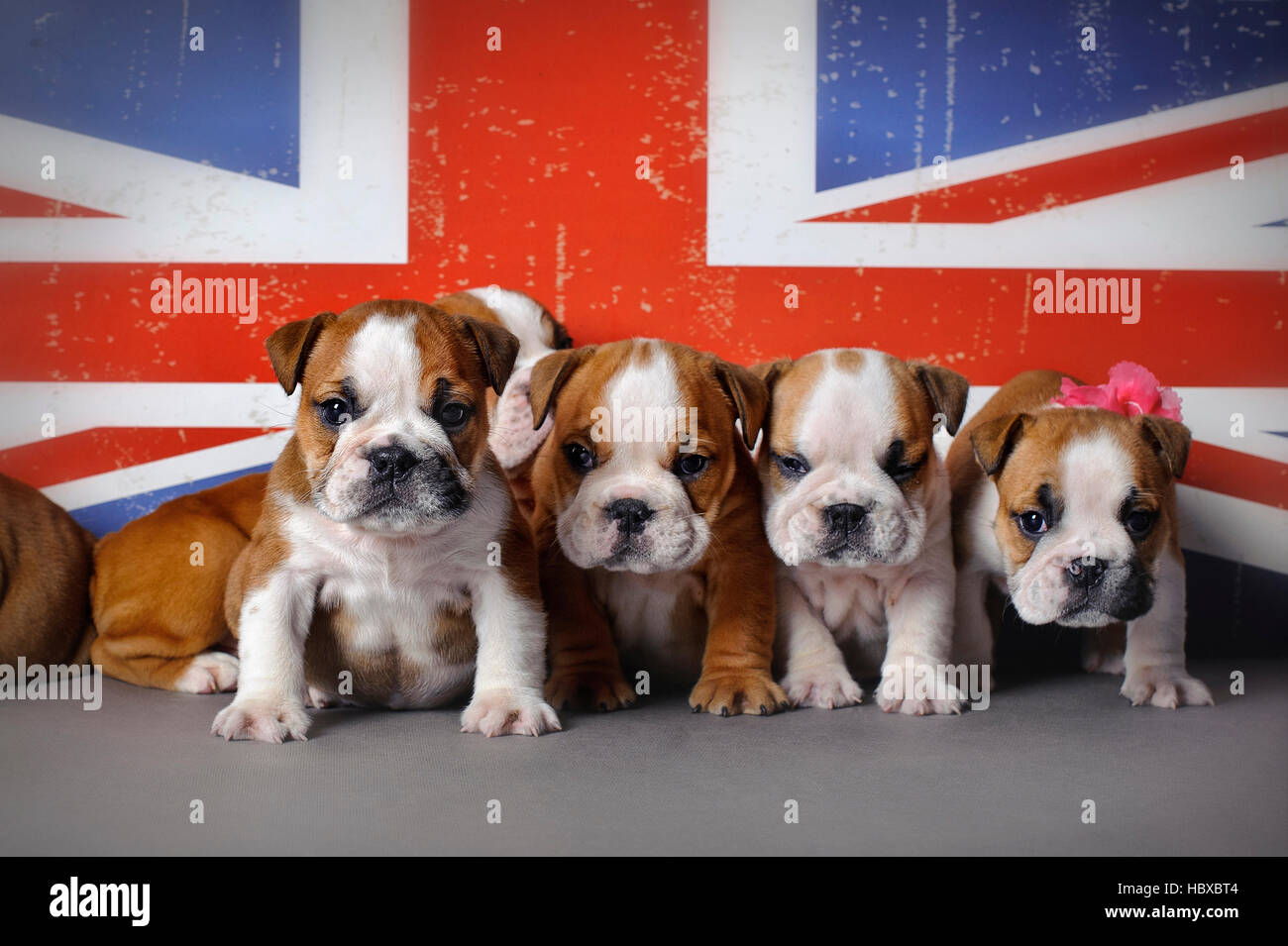 Englische Bulldogge Welpen auf Union Jack Flagge Hintergrund Stockfoto