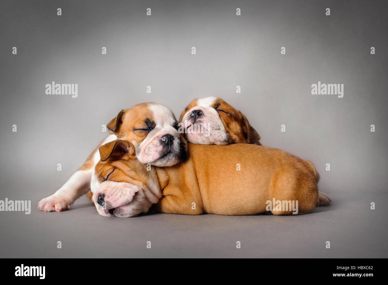 Englische Bulldogge Welpen auf grauem Hintergrund schlafen Stockfoto