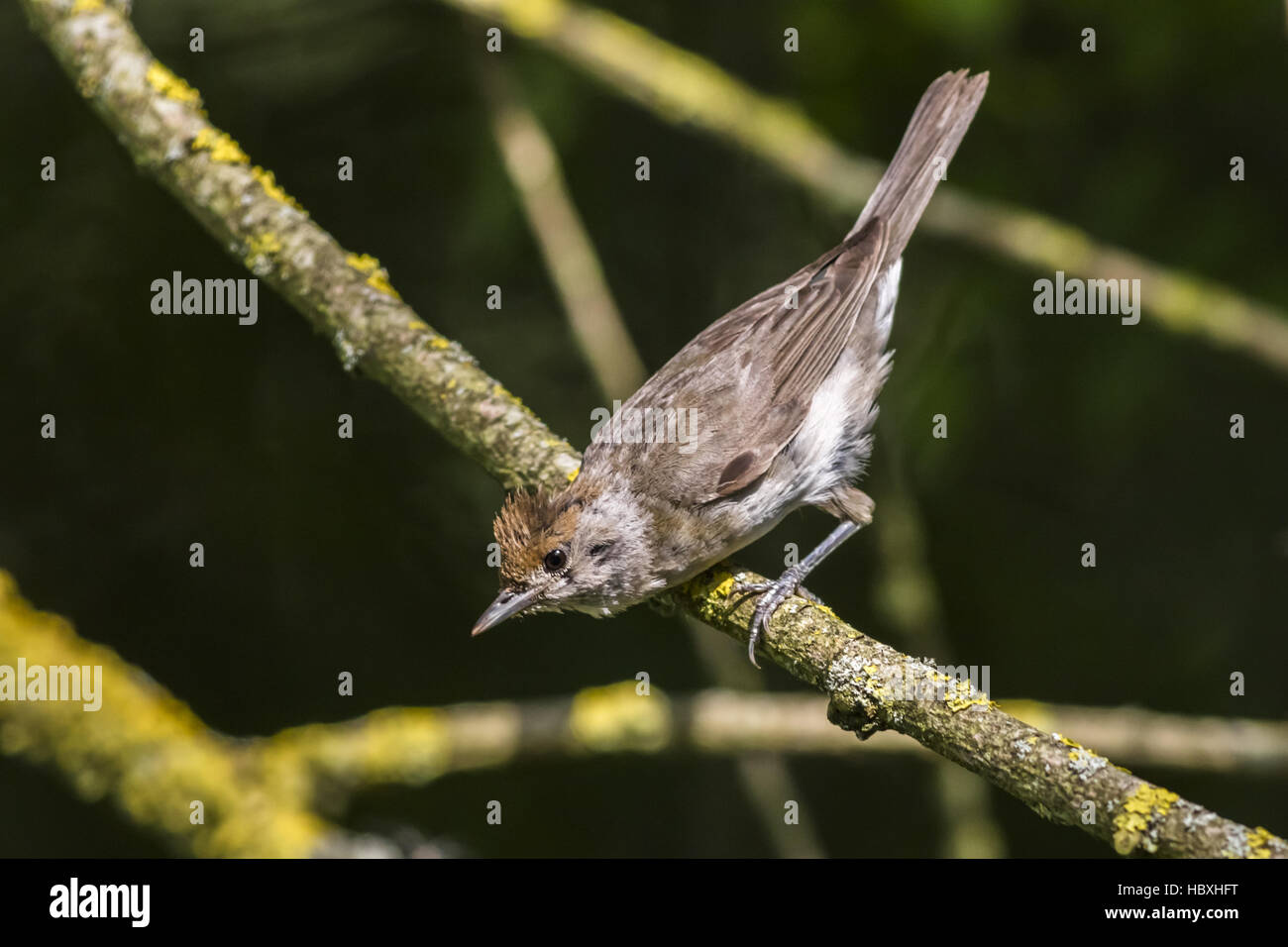 Gemeinsame Whitethroat (Sylvia Communis) Stockfoto