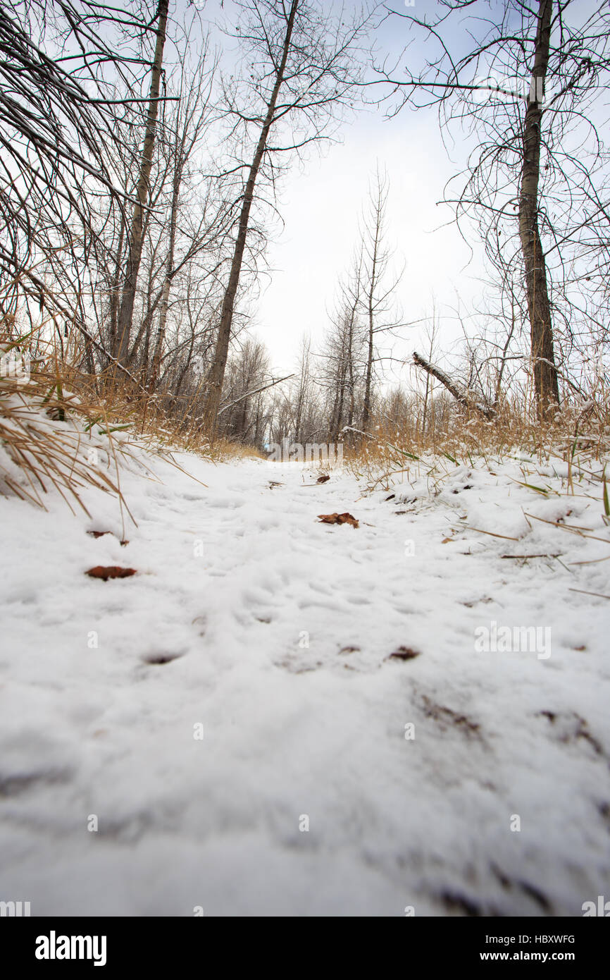 Schneebedeckte Wanderweg durch den Wald gehen. Stockfoto