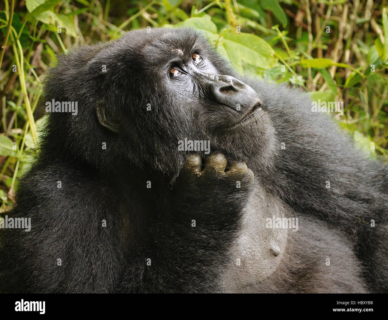 Weiblich-Berggorillas (Gorilla Beringei Beringei) erscheint, ihre Augen Rollen Stockfoto