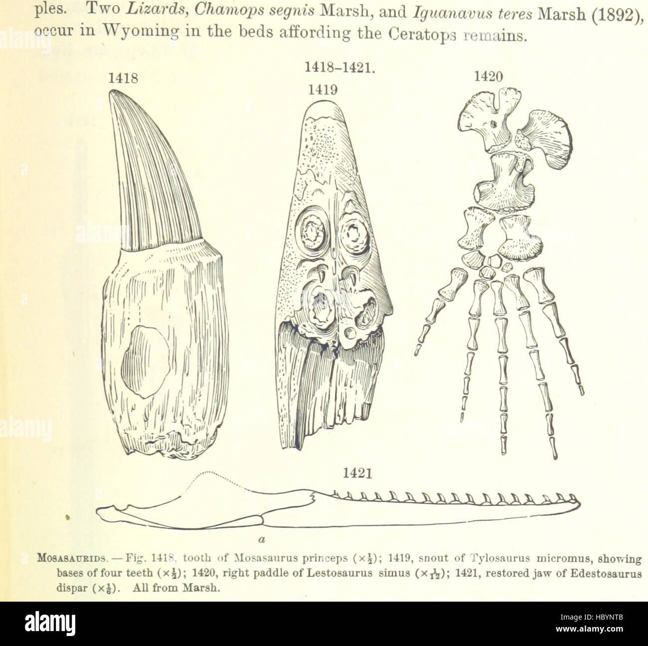 Bild entnommen Seite 859 von ' [Handbuch für Geologie: Behandlung der Prinzipien der Wissenschaft mit besonderem Bezug auf amerikanische geologische Geschichte... Überarbeitete Auflage.] " Bild entnommen Seite 859 von ' [Handbuch der Geologie zu behandeln Stockfoto