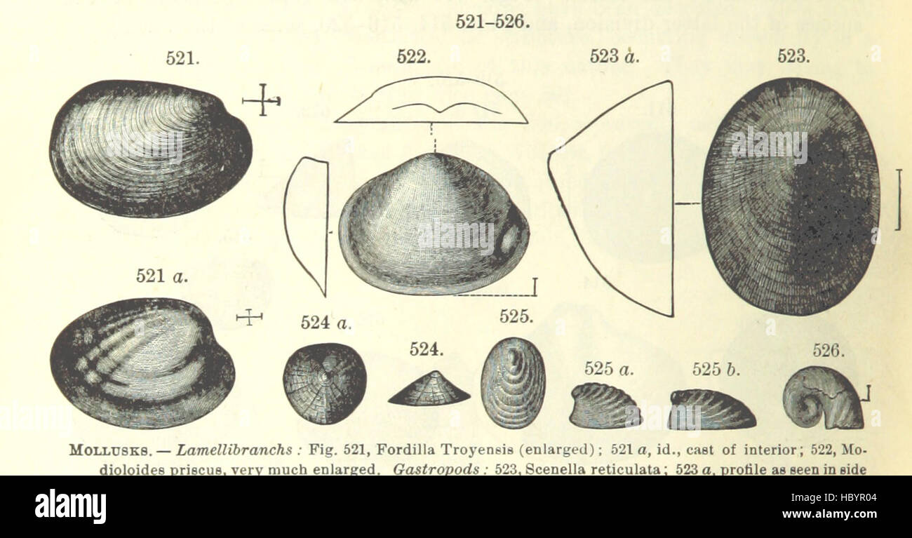 Bild entnommen Seite 482 von ' [Handbuch für Geologie: Behandlung der Prinzipien der Wissenschaft mit besonderem Bezug auf amerikanische geologische Geschichte... Überarbeitete Auflage.] " Bild entnommen Seite 482 von ' [Handbuch der Geologie zu behandeln Stockfoto