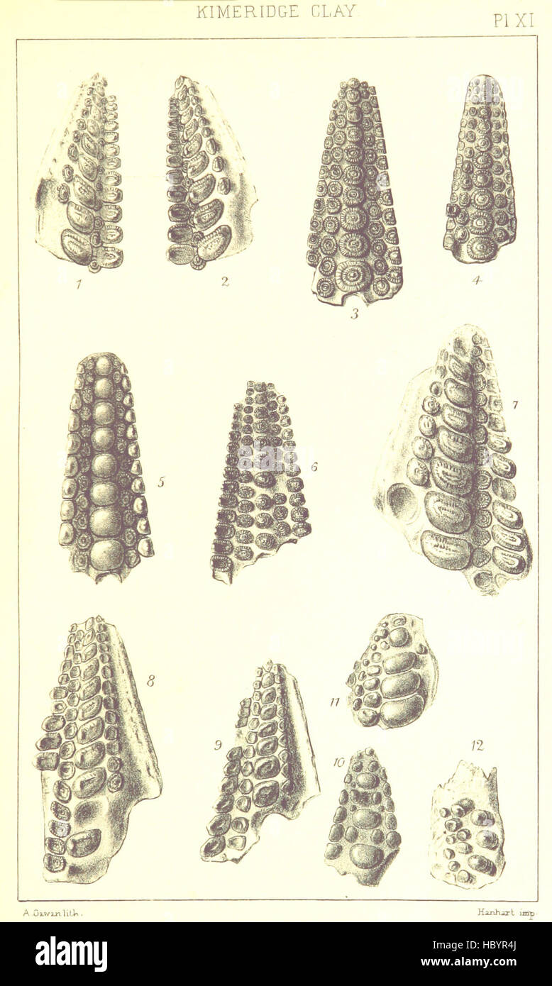 Bild von Seite 51 von "A Ergänzung zur Geologie von Weymouth und der Isle of Portland... Neue und erweiterte Ausgabe. Bestehend aus zwanzig lithographischen Platten von Fossilien Bild entnommen Seite 51 von "A Ergänzung zu den Stockfoto