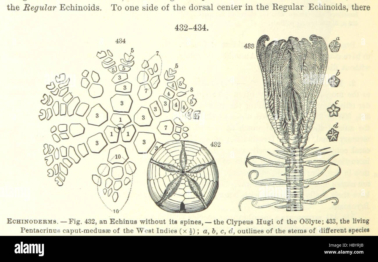 Abbildung Seite 438 entnommen "[Handbuch für Geologie: Behandlung der Prinzipien der Wissenschaft mit besonderem Bezug auf amerikanische geologische Geschichte... Überarbeitete Auflage.] " Abbildung Seite 438 entnommen "[Handbuch der Geologie zu behandeln Stockfoto