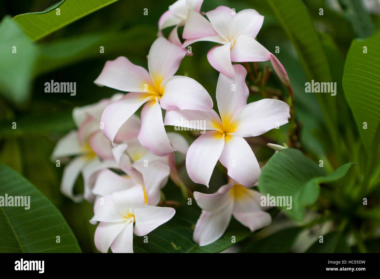 "Schlachten Pink" Plumeria Blumen - USA Stockfoto