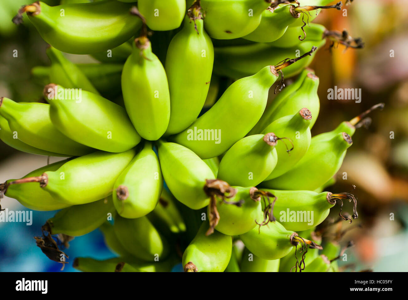 Unreife Bananen Haufen auf Baum wächst Stockfoto