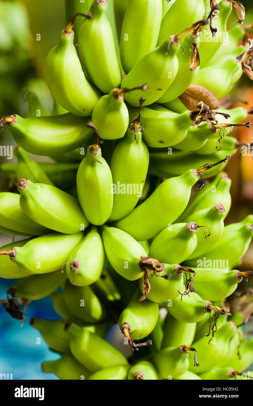 Unreife Bananen Haufen auf Baum wächst Stockfoto