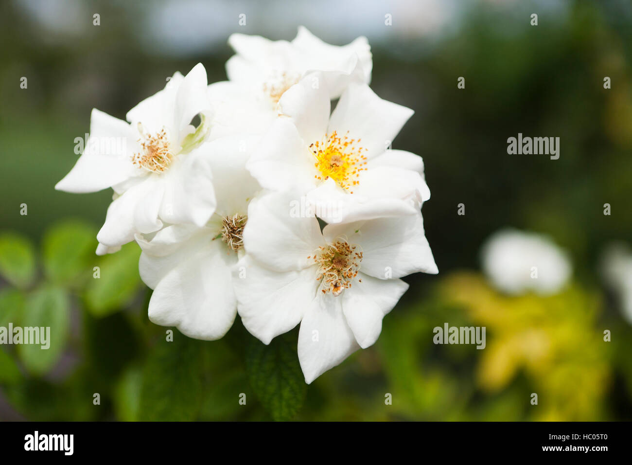 Moschus rose (Rosa Moschata) Blumen - USA Stockfoto