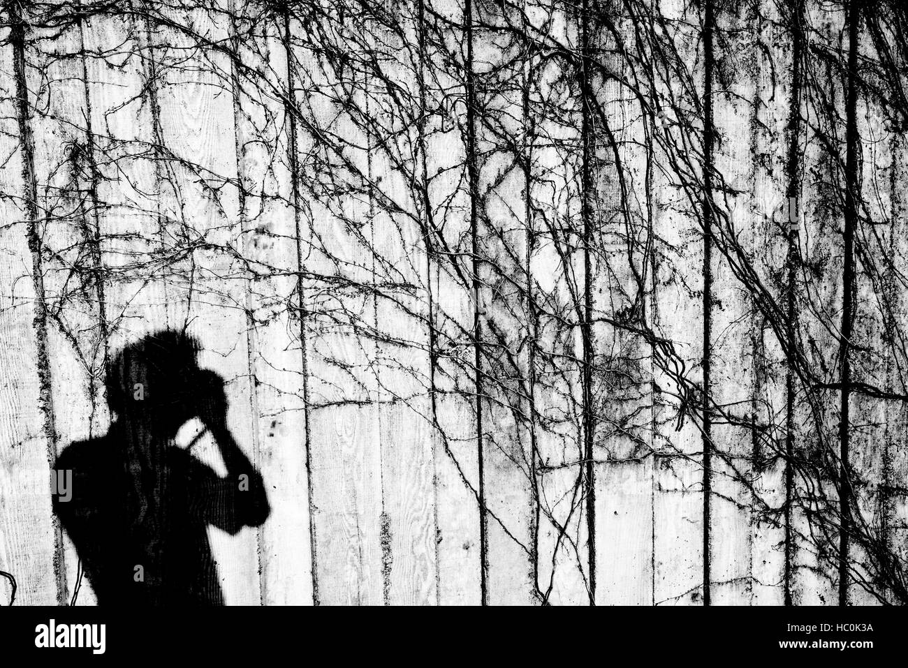 Fotograf-Schatten auf Efeu bedeckt Wand, Scotia, Kalifornien. Stockfoto