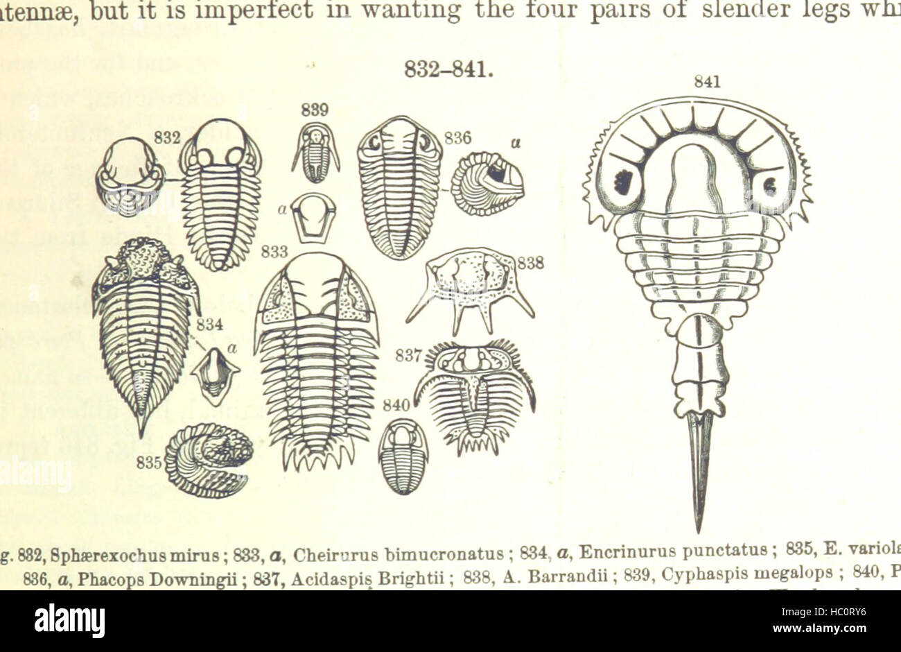 Bild von Seite 575 ' [Handbuch für Geologie: Behandlung der Prinzipien der Wissenschaft mit besonderem Bezug auf amerikanische geologische Geschichte... Überarbeitete Auflage.] " Bild von Seite 575 ' [Handbuch der Geologie zu behandeln Stockfoto