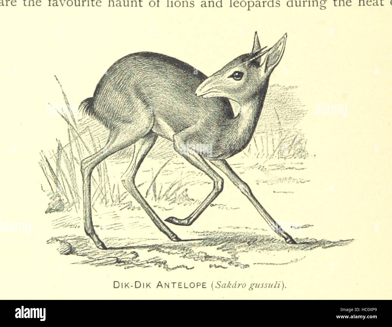 Bild von Seite 148 von "siebzehn Reisen durch Somáliland. Eine Aufzeichnung der Exploration und Großwild schießen, 1885, 1893. ... Mit zahlreichen Abbildungen und Karten Bild von Seite 148 von "siebzehn Reisen durch Somáliland Stockfoto