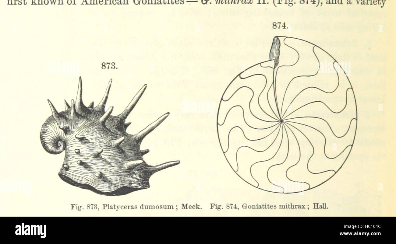 Bild entnommen Seite 596 von ' [Handbuch für Geologie: Behandlung der Prinzipien der Wissenschaft mit besonderem Bezug auf amerikanische geologische Geschichte... Überarbeitete Auflage.] " Bild entnommen Seite 596 von ' [Handbuch der Geologie zu behandeln Stockfoto