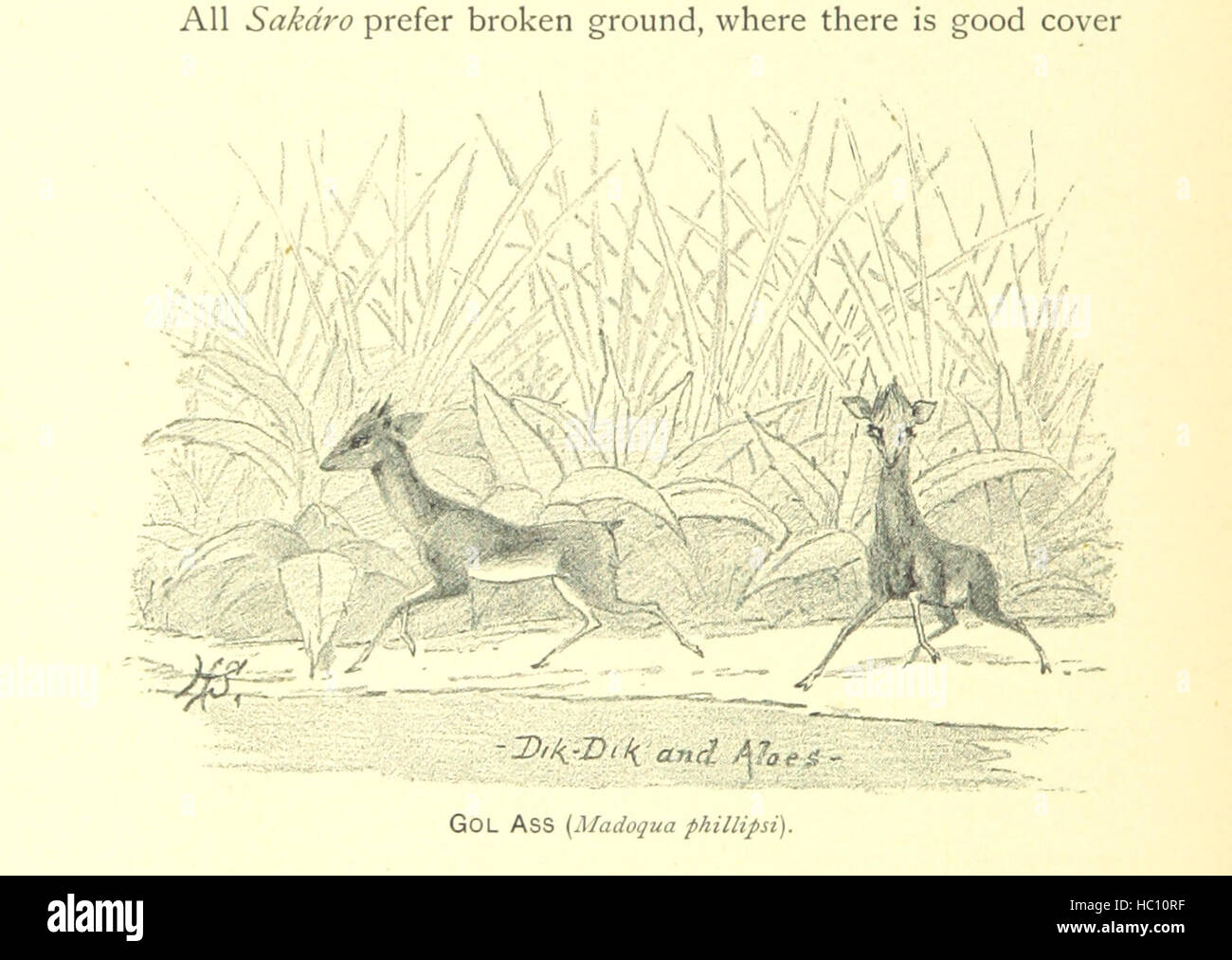 Bild entnommen Seite 344 von "siebzehn Reisen durch Somáliland. Eine Aufzeichnung der Exploration und Großwild schießen, 1885, 1893. ... Mit zahlreichen Abbildungen und Karten Bild entnommen Seite 344 von "siebzehn Reisen durch Somáliland Stockfoto