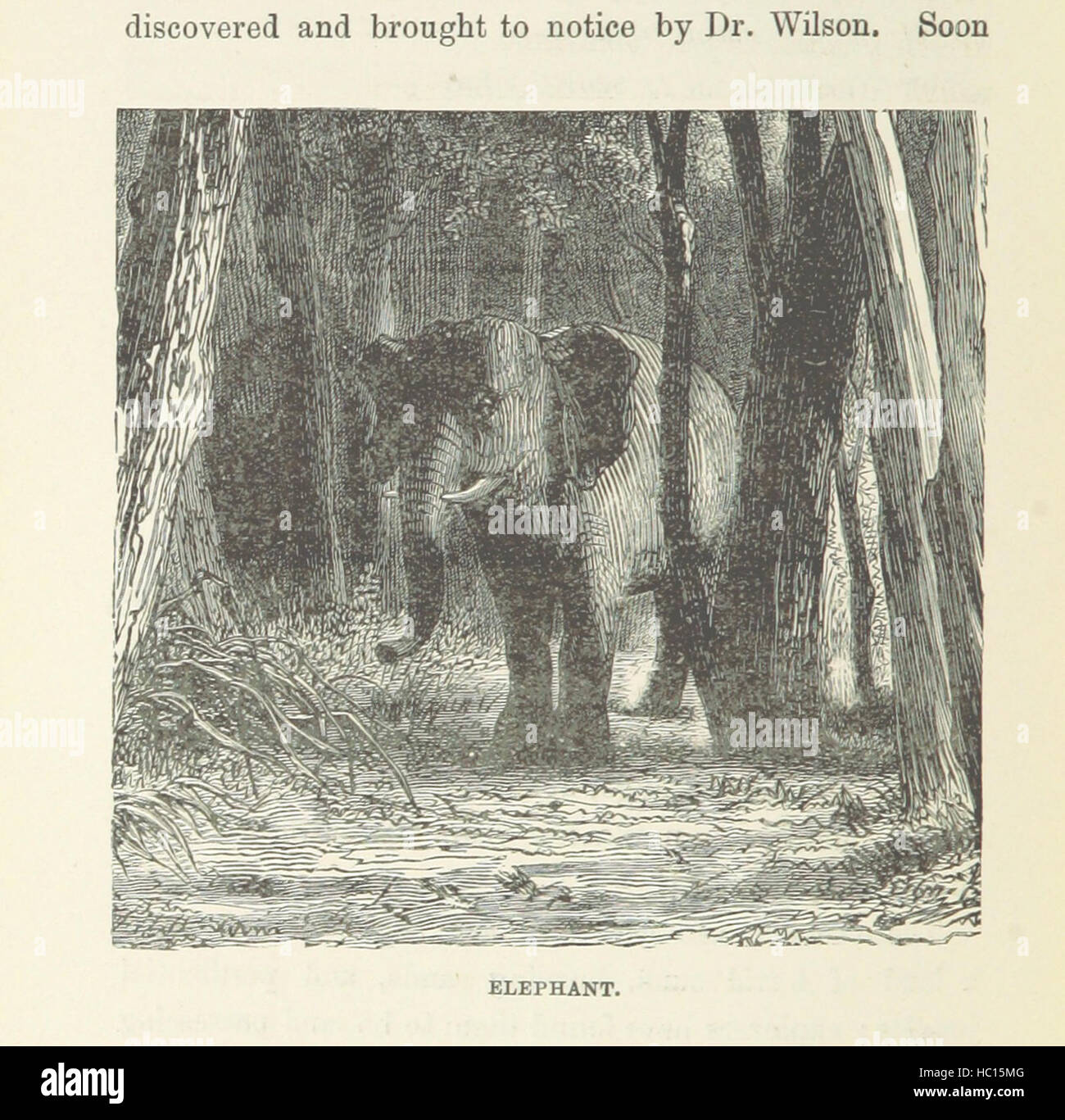 Bild entnommen Seite 378 "Halbe Stunde Library of Travel, Natur und Wissenschaft für junge Leser" Bild entnommen Seite 378 des "die halbe Stunde Bibliothek Stockfoto