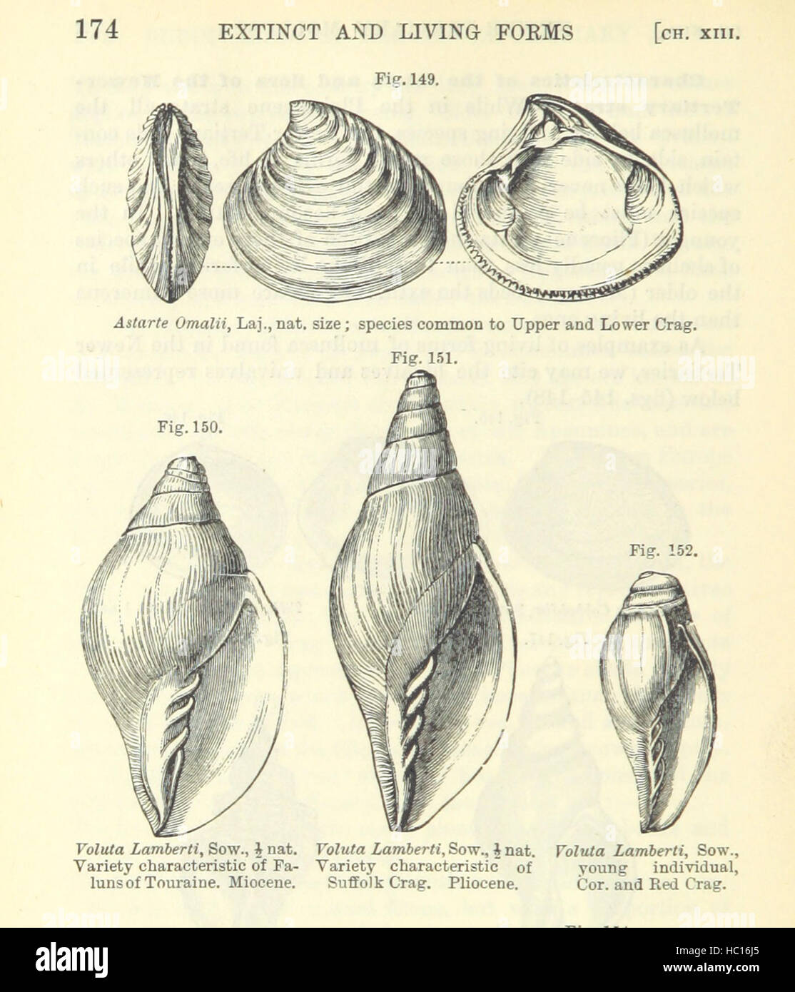 Bild entnommen Seite 204 von "The Student Lyell. Ein Handbuch der elementaren Geologie. Bearbeitet von J. W. Judd. Mit... Illustrationen usw. "Bild entnommen Seite 204 von" The Student Lyell A Stockfoto