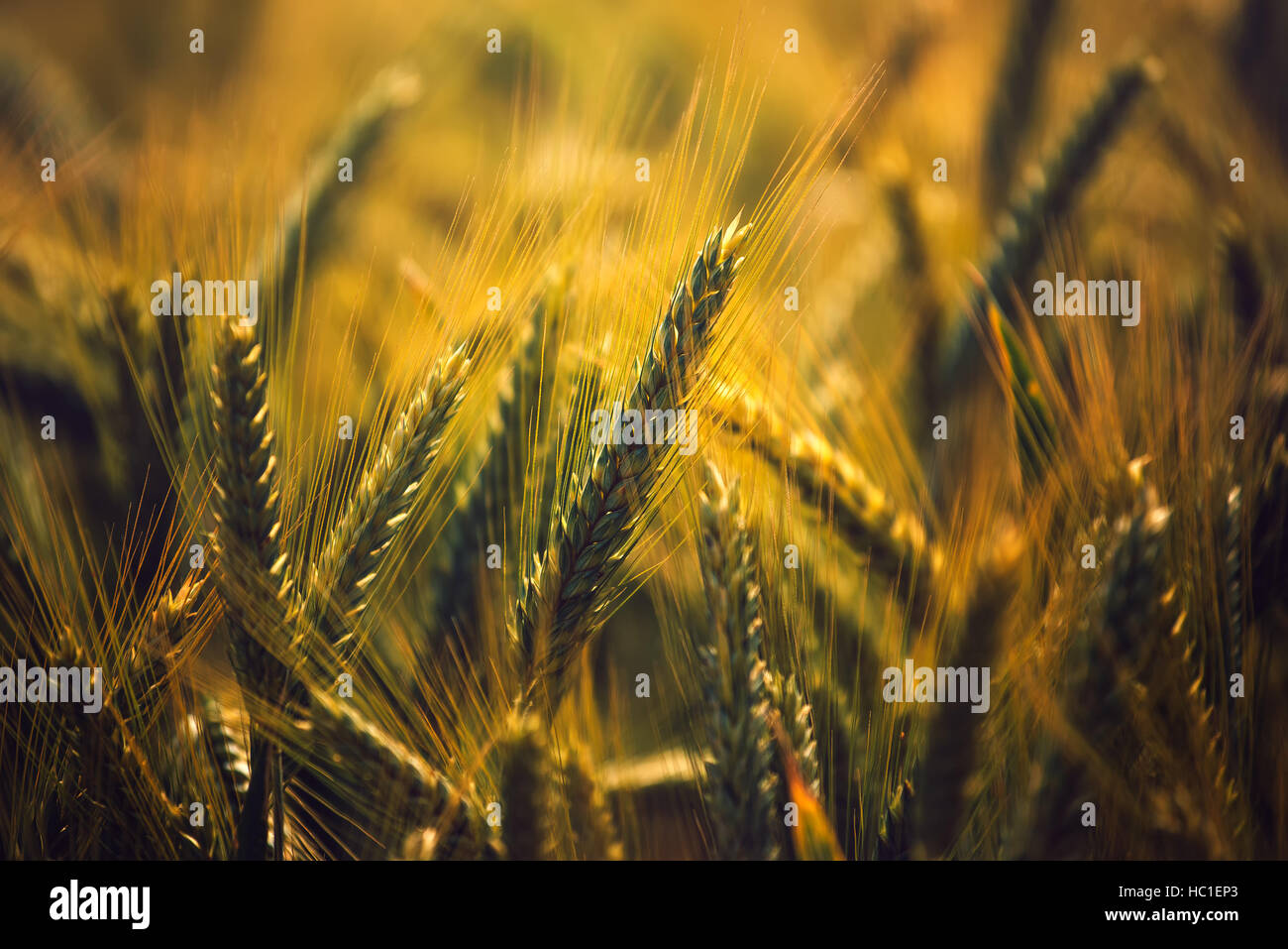 Gerste Ernte Feld Detail, Getreide wächst in kultivierten Feld Stockfoto