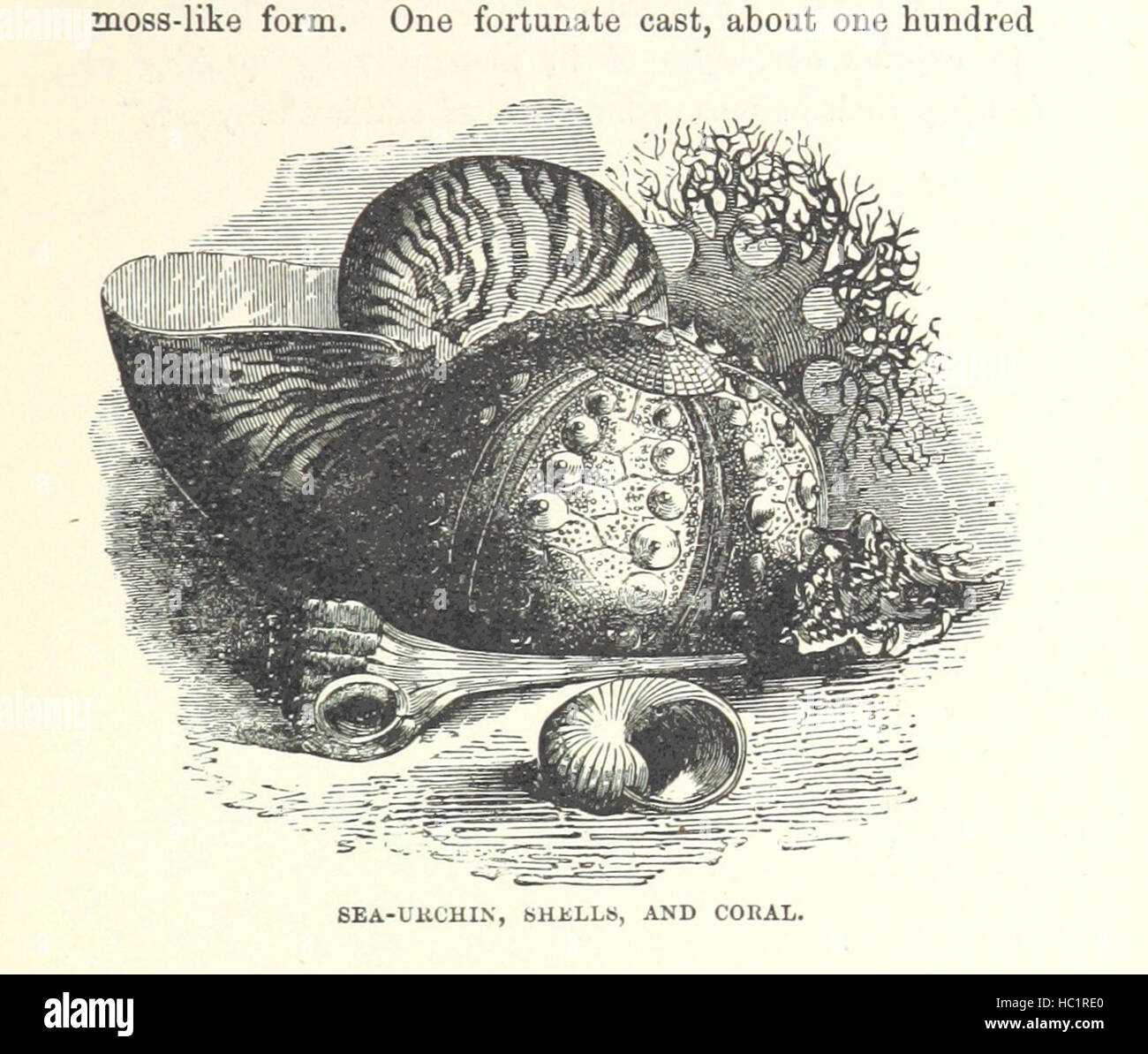 Bild entnommen Seite 239 "Halbe Stunde Library of Travel, Natur und Wissenschaft für junge Leser" Bild entnommen Seite 239 von ' The halbe Stunde Library Stockfoto