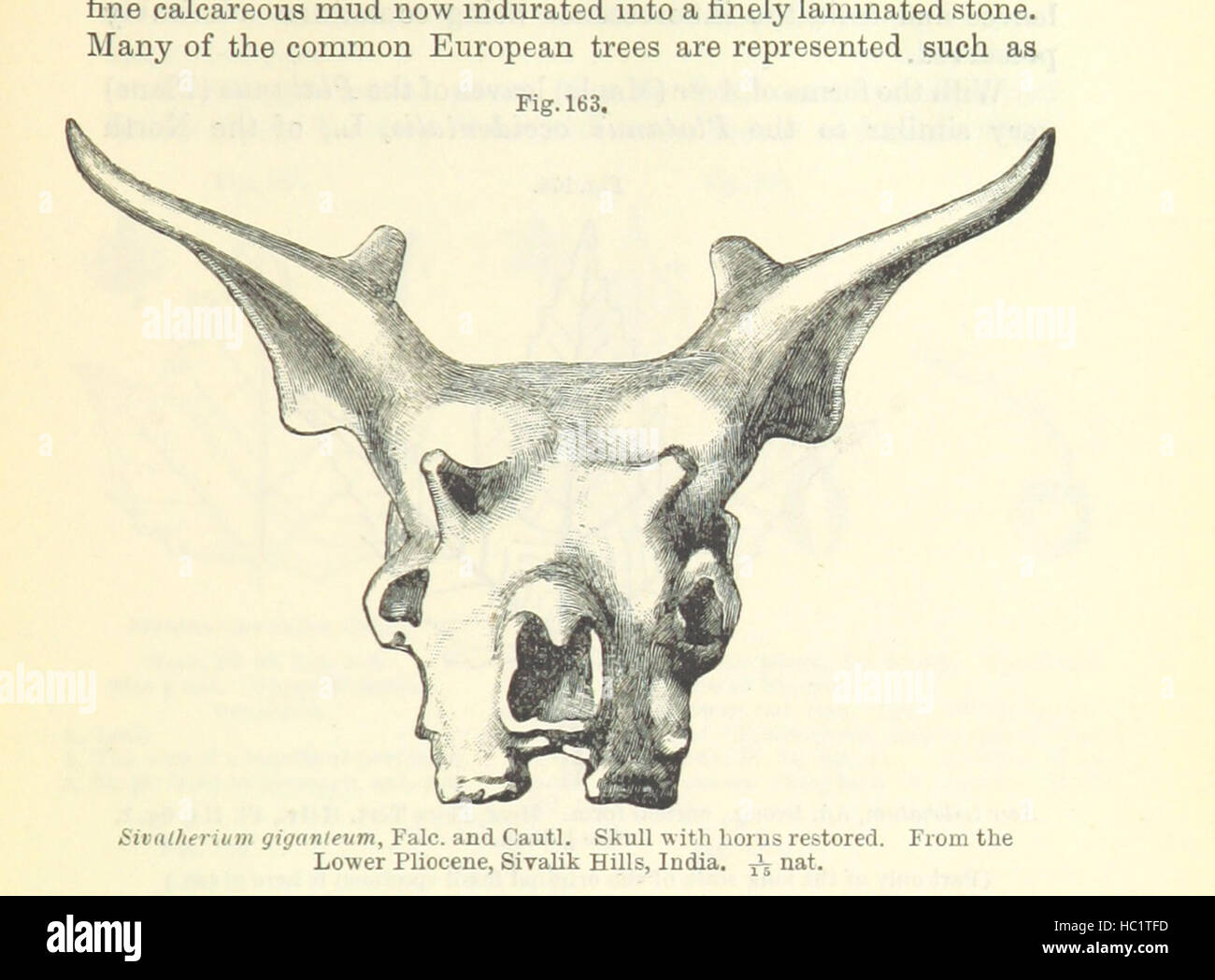 Bild entnommen Seite 209 von "The Student Lyell. Ein Handbuch der elementaren Geologie. Bearbeitet von J. W. Judd. Mit... Illustrationen usw. "Bild entnommen Seite 209 von" The Student Lyell A Stockfoto