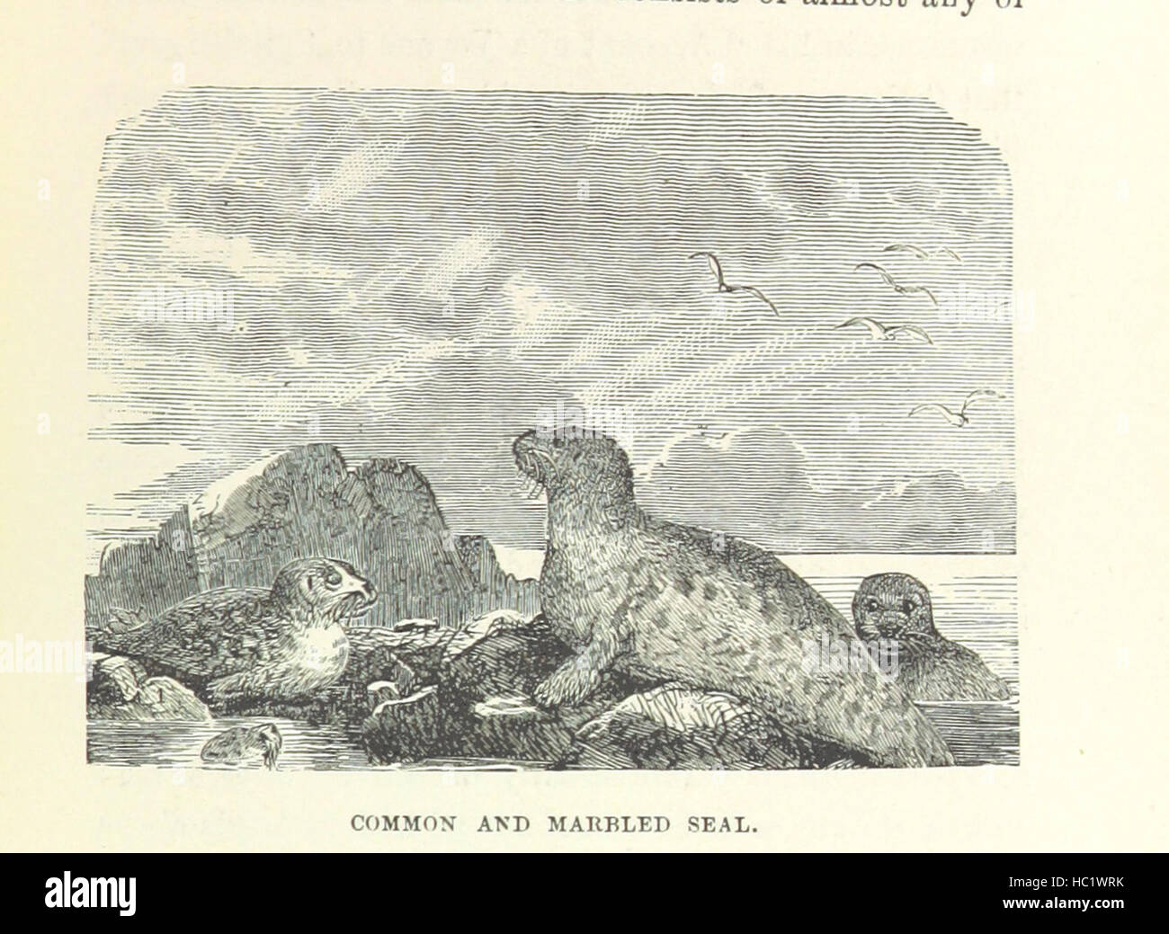 Bild entnommen Seite 111 "Halbe Stunde Library of Travel, Natur und Wissenschaft für junge Leser" Bild entnommen Seite 111 von ' The halbe Stunde Library Stockfoto