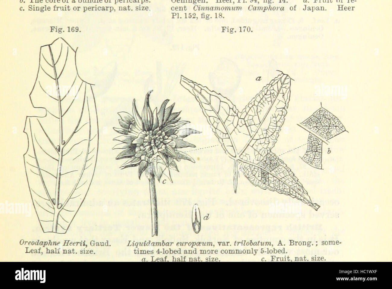 Bild entnommen Seite 211 von "The Student Lyell. Ein Handbuch der elementaren Geologie. Bearbeitet von J. W. Judd. Mit... Illustrationen usw. "Bild entnommen Seite 211 von" The Student Lyell A Stockfoto