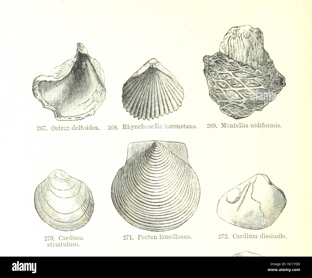 Bild von Seite 336 ' [Umrisse der Geologie... Zweite Auflage, überarbeitete, etc..] " Bild von Seite 336 ' [Outlines of Geology Stockfoto
