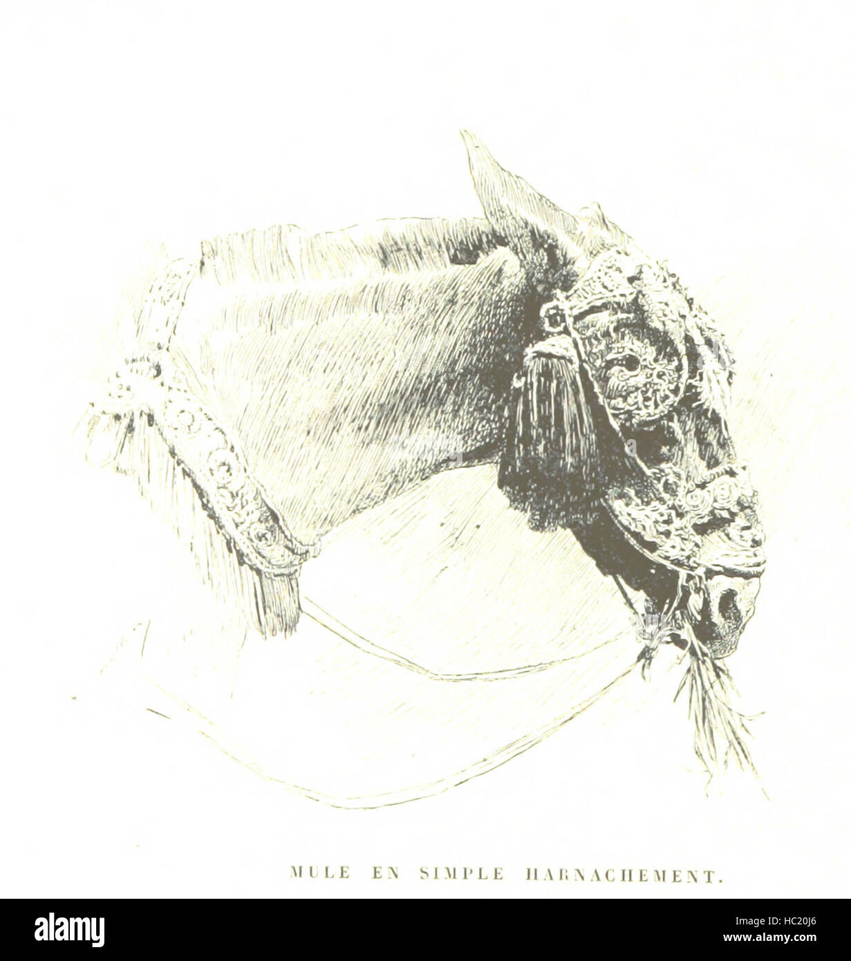 Bild von Seite 304 von "La Sizilien. Eindrücke du Présent et du Passé, Illustrées Par l'auteur "Bild von Seite 304 von" La Sizilien Impressionen du Stockfoto