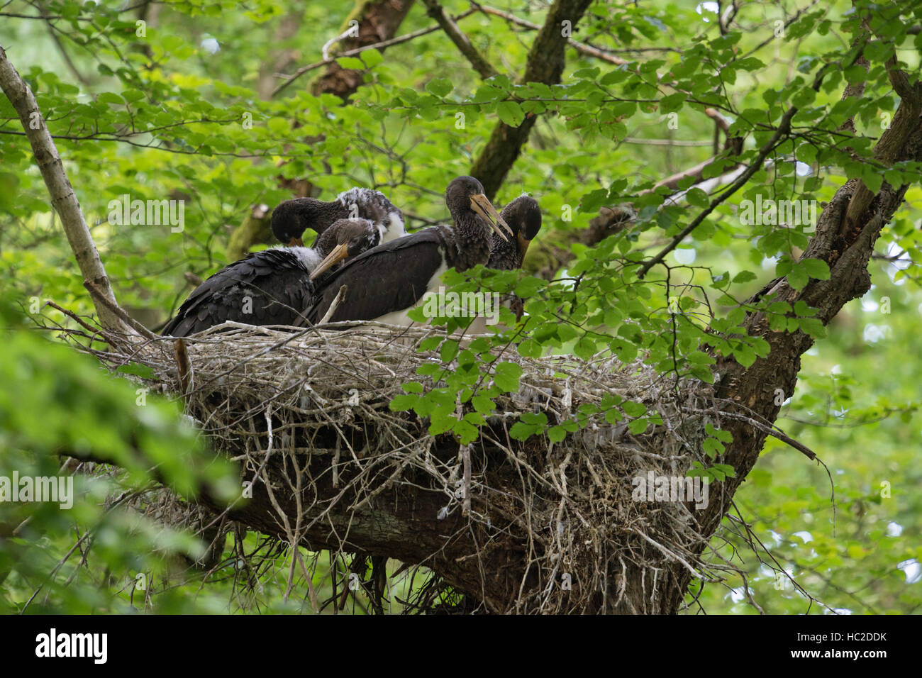 Schwarze Störche (Ciconia Nigra), nachkommen, Küken im Nest, nisten hoch oben in einer alten Buche, Reinigung ihr Gefieder. Stockfoto