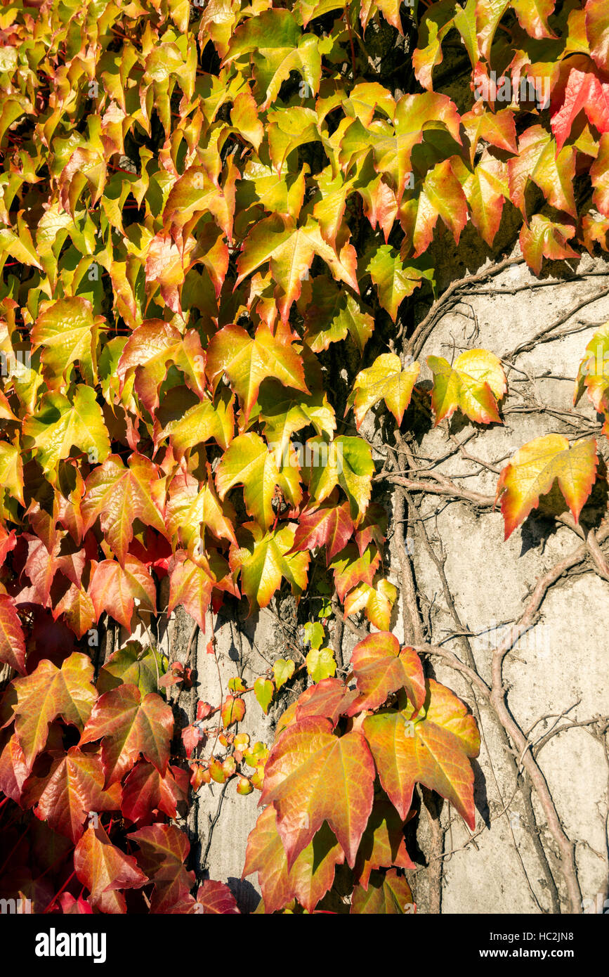 Ivy Weinbau auf Wand, Scotia, Kalifornien. Stockfoto