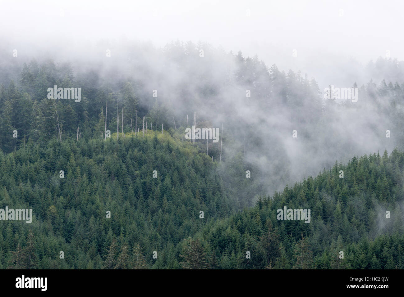 Wolken und Wald, Western Oregon. Stockfoto