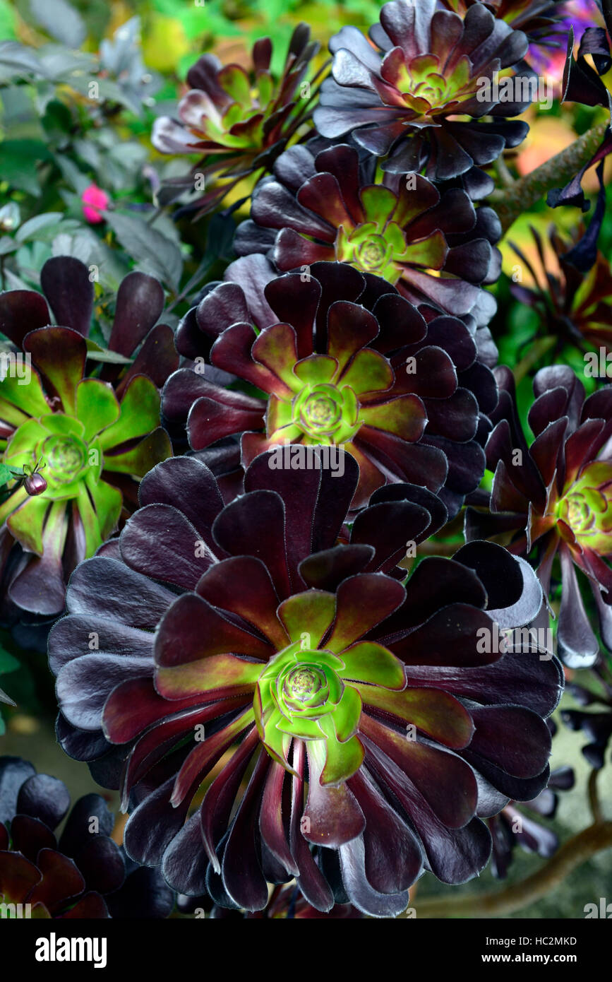 Aeonium Schwarzkopf lila Crest schwarz Baum Arboreum Var Atropurpureum