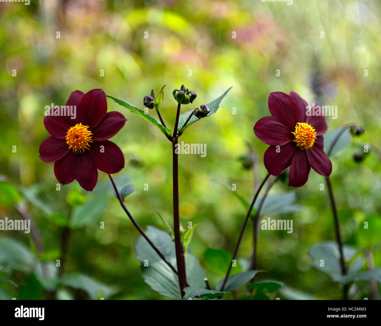 dunkel rot lila einzelne Dahlien Dahlien Sämling zwei Twin Blumen Blume Blüte Staude RM Floral Stockfoto