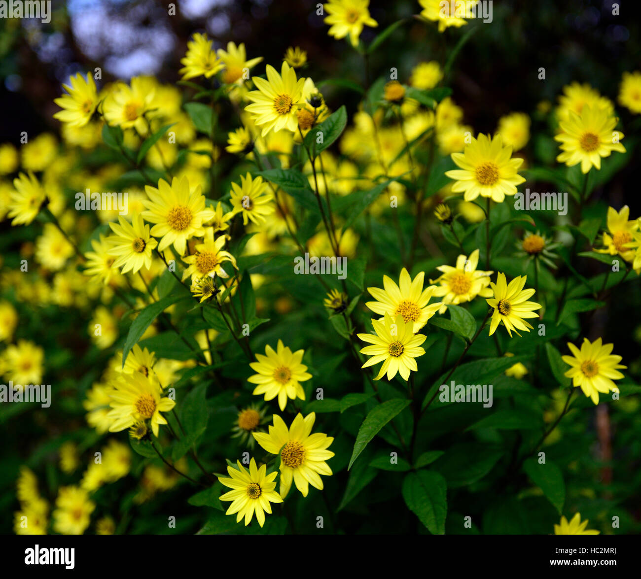 Helianthus Zitrone Königin gelbe Blumen Blume Herbst blühenden Sonnenblumen hohe  krautige mehrjährige RM floral Stockfotografie - Alamy