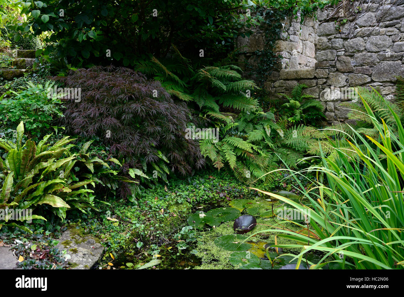 Acer Palmatum Dryopteris Gartenteich Schatten schattige schattierten Bereich Garten Standortsituation Aspekt gegenüber schwierigen RM Floral Stockfoto