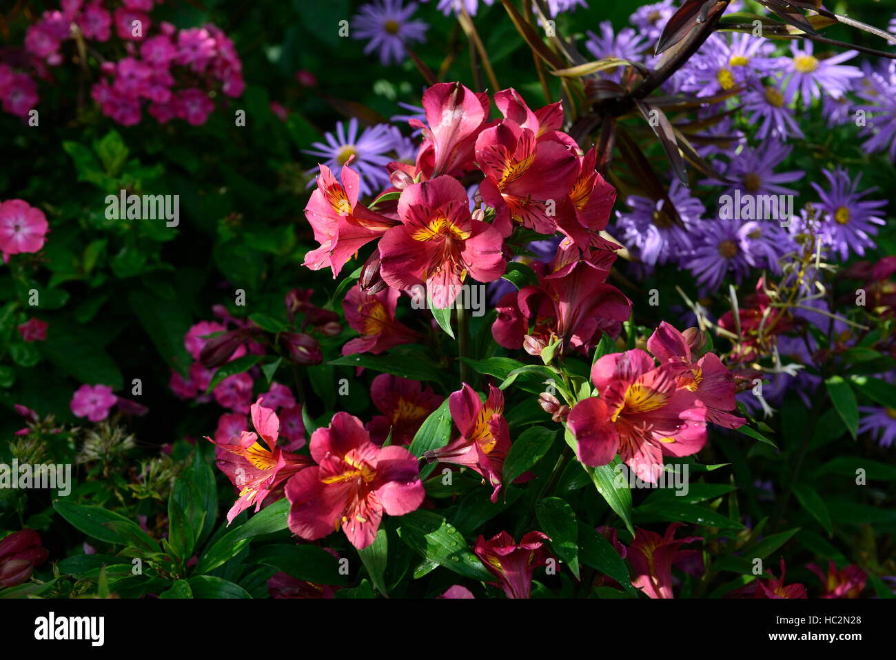 Alstroemeria Aster rot blau Blumen Blüte mehrjährige mischen Mischbett Grenze Regelung RM floral Stockfoto