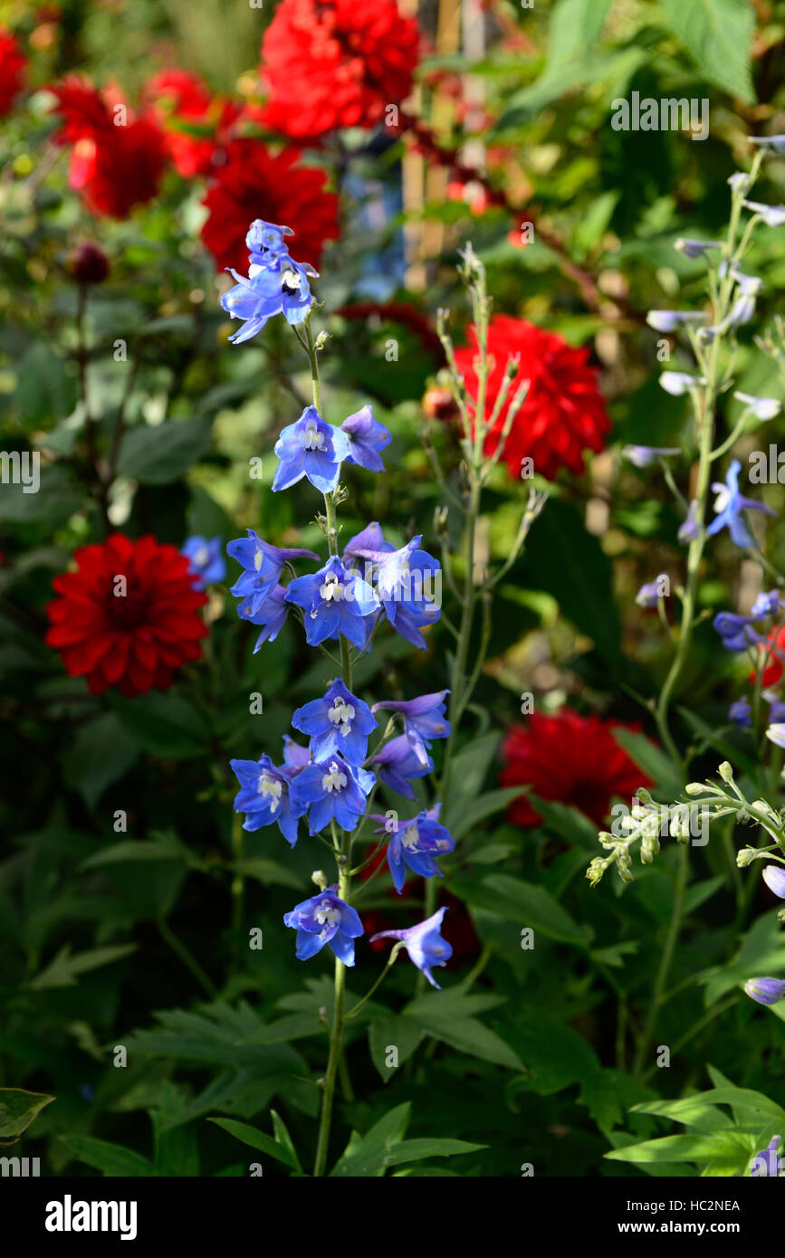 rot blau Delphinium Ball Dahlie ewigen Sommer Plan Einpflanzen Schema Rebloom reblooming zweite bündig RM Floral Stockfoto