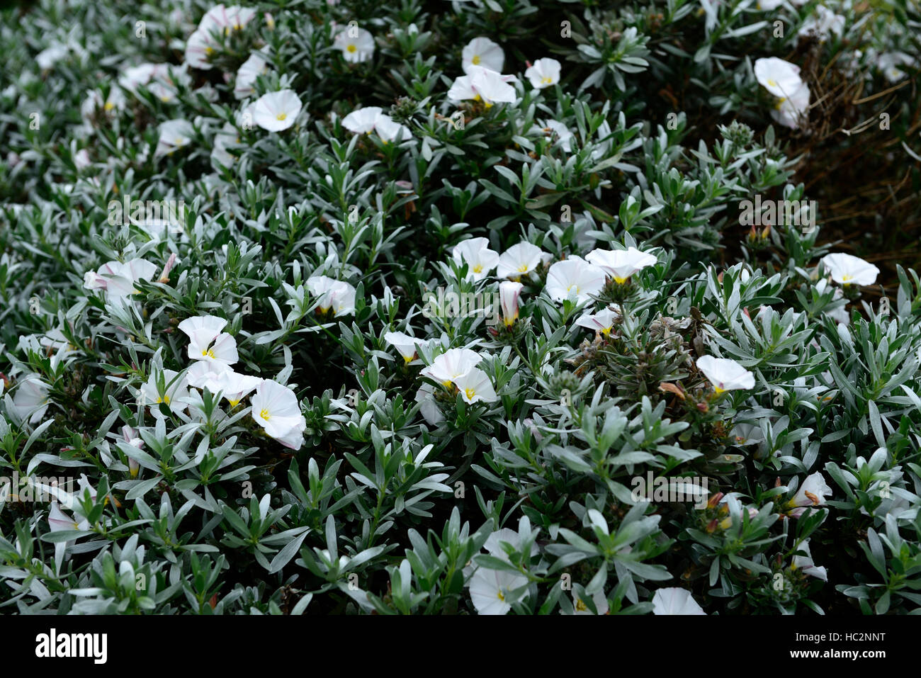 Convolvulus Cneorum weiße Blume Blumen Zier Ackerwinde Silber Laub Dürre tolerant Pflanze Garten Strauch RM Floral Stockfoto