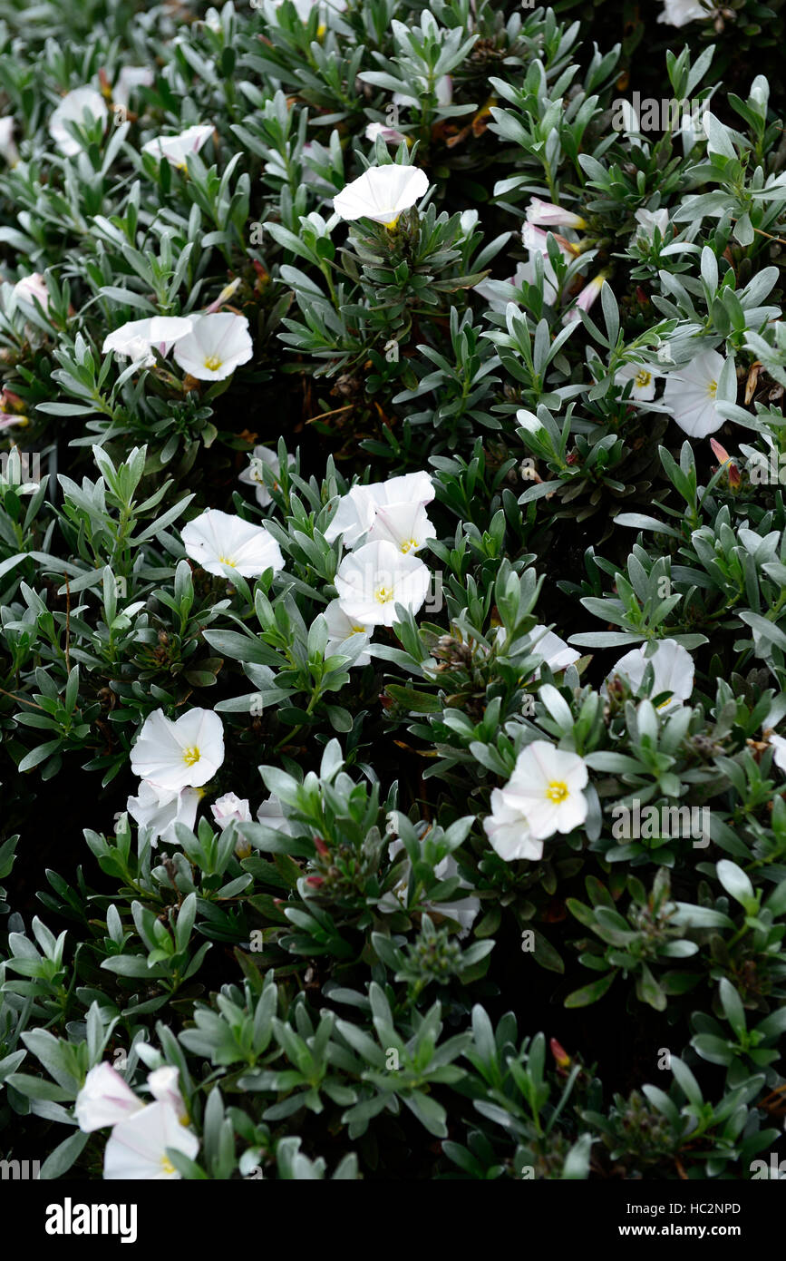 Convolvulus Cneorum weiße Blume Blumen Zier Ackerwinde Silber Laub Dürre tolerant Pflanze Garten Strauch RM Floral Stockfoto