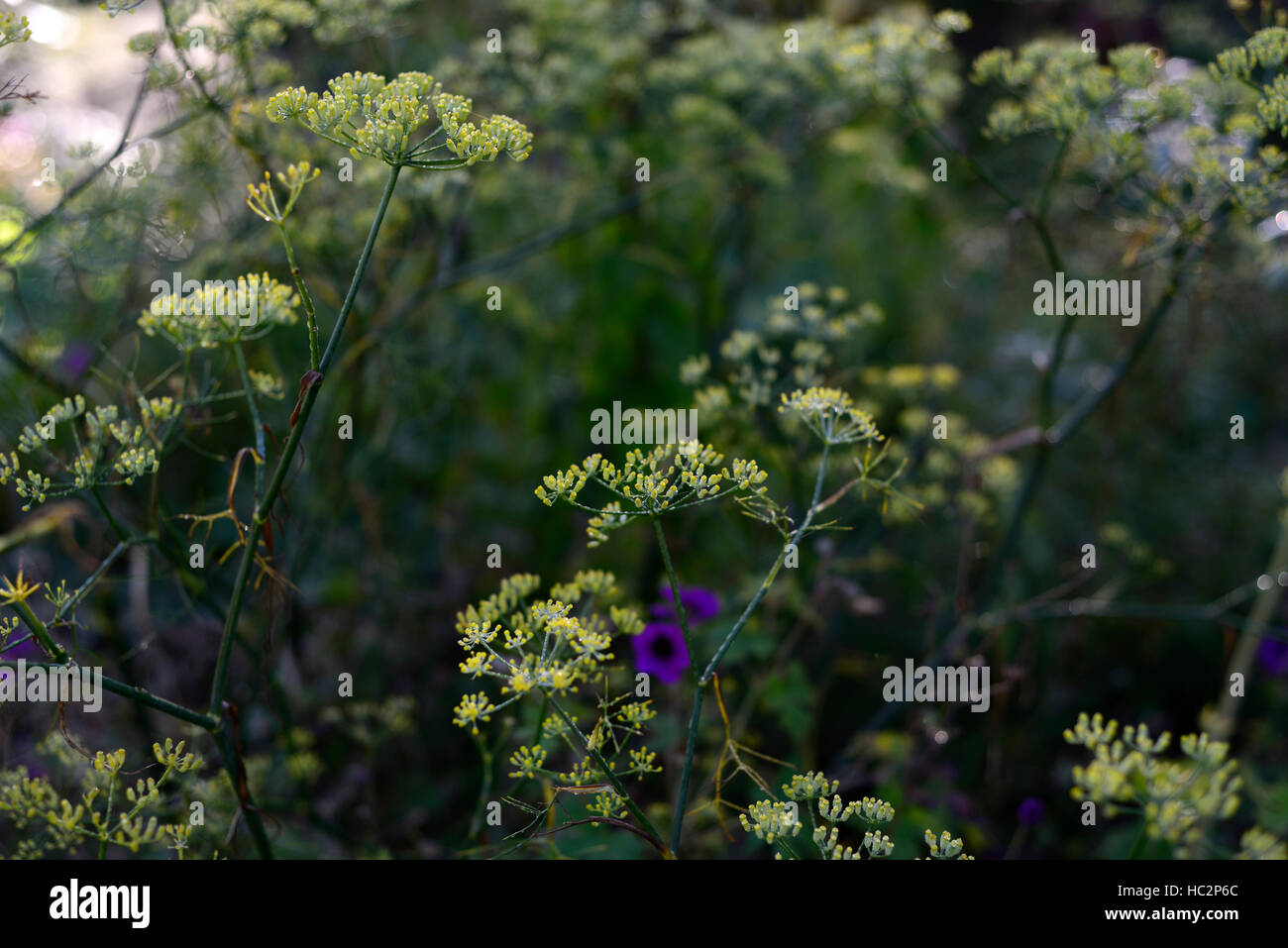 Kuh Petersilie Seedheads Samen Herbst herbstliche seeding gesäten Samen zu verbreiten, RM Floral Stockfoto