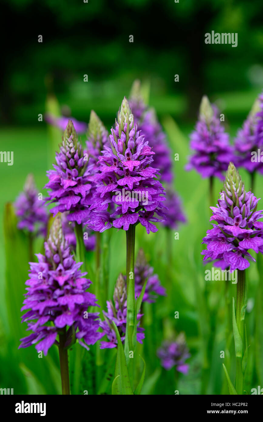 Dactylorhiza X braunii lila Blume Blumen grüne Laub Blätter Pflanzen