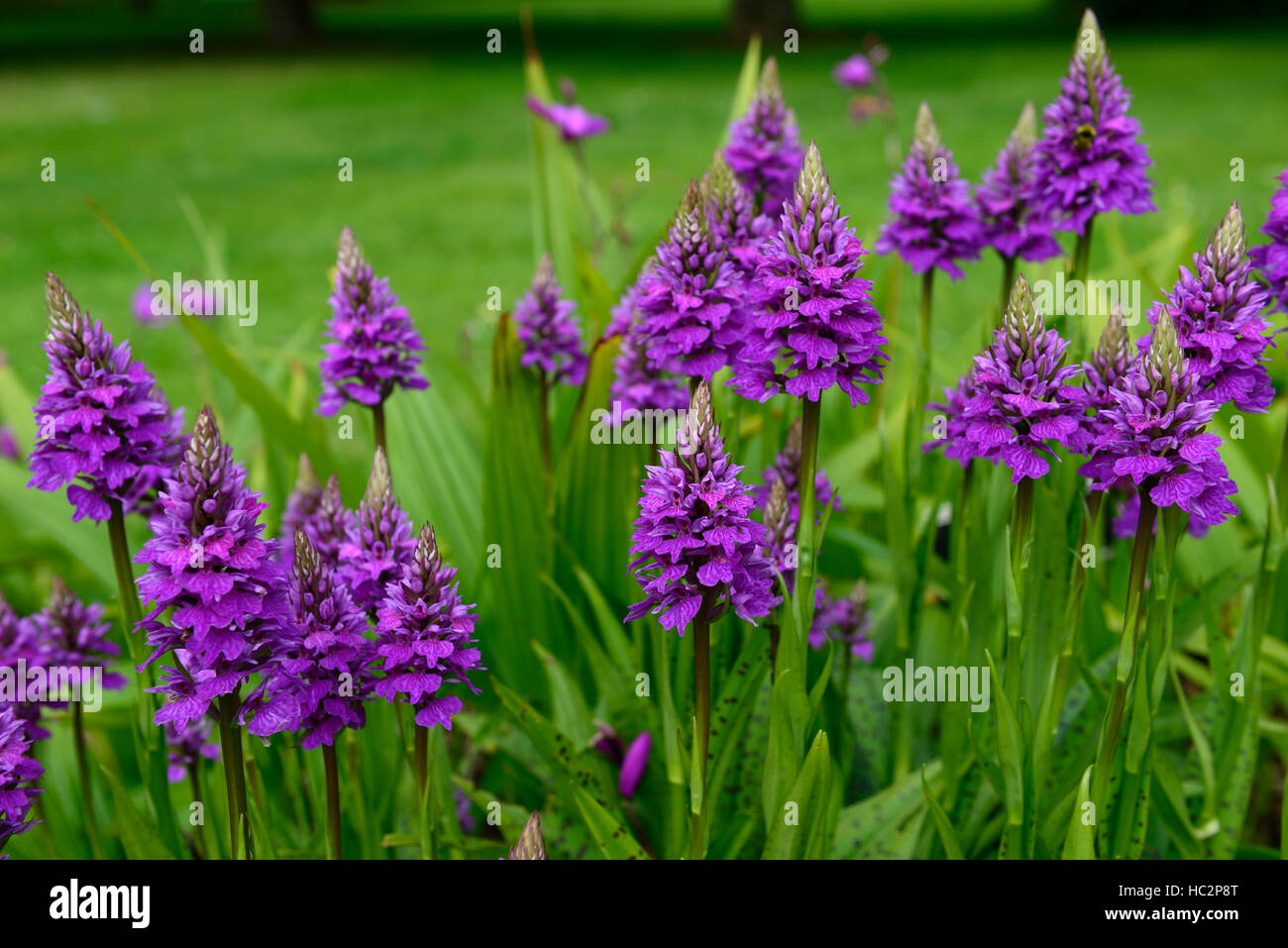 Dactylorhiza X braunii lila Blume Blumen grüne Laub Blätter Pflanzen Stauden Marsh Orchideen blühen terrestrischen Orchideen Stockfoto