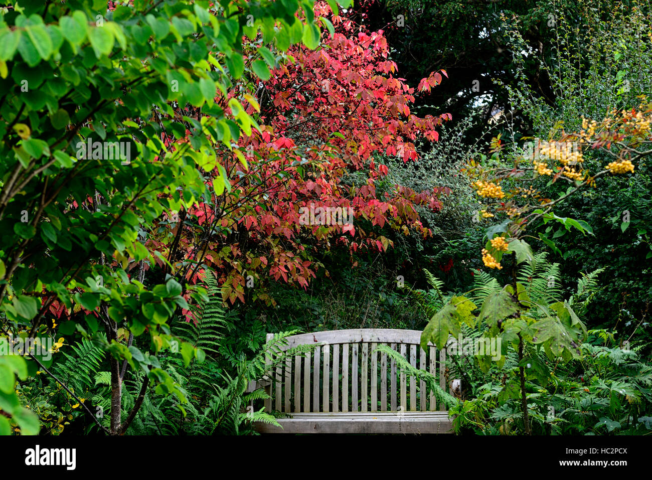 Euonymus Alatus rote Blätter Herbst Sitzbank Sitz ruhigen Ecke Garten Gartenarbeit Einsamkeit Frieden beschauliche Ruhe RM Floral Stockfoto