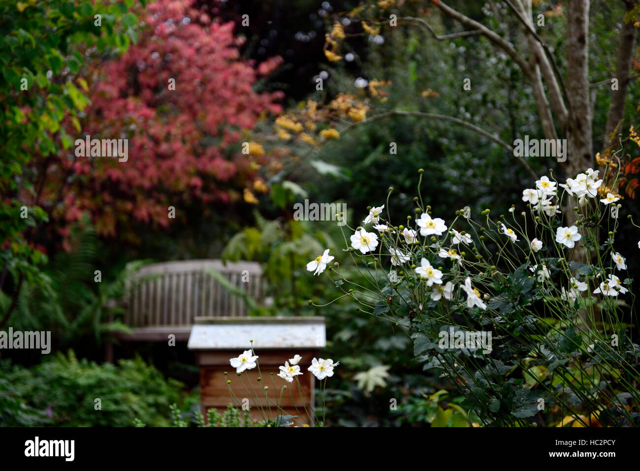 Euonymus Alatus rote Blätter Herbst Sitzbank Sitz ruhigen Ecke Garten Gartenarbeit Einsamkeit Frieden beschauliche Ruhe RM Floral Stockfoto