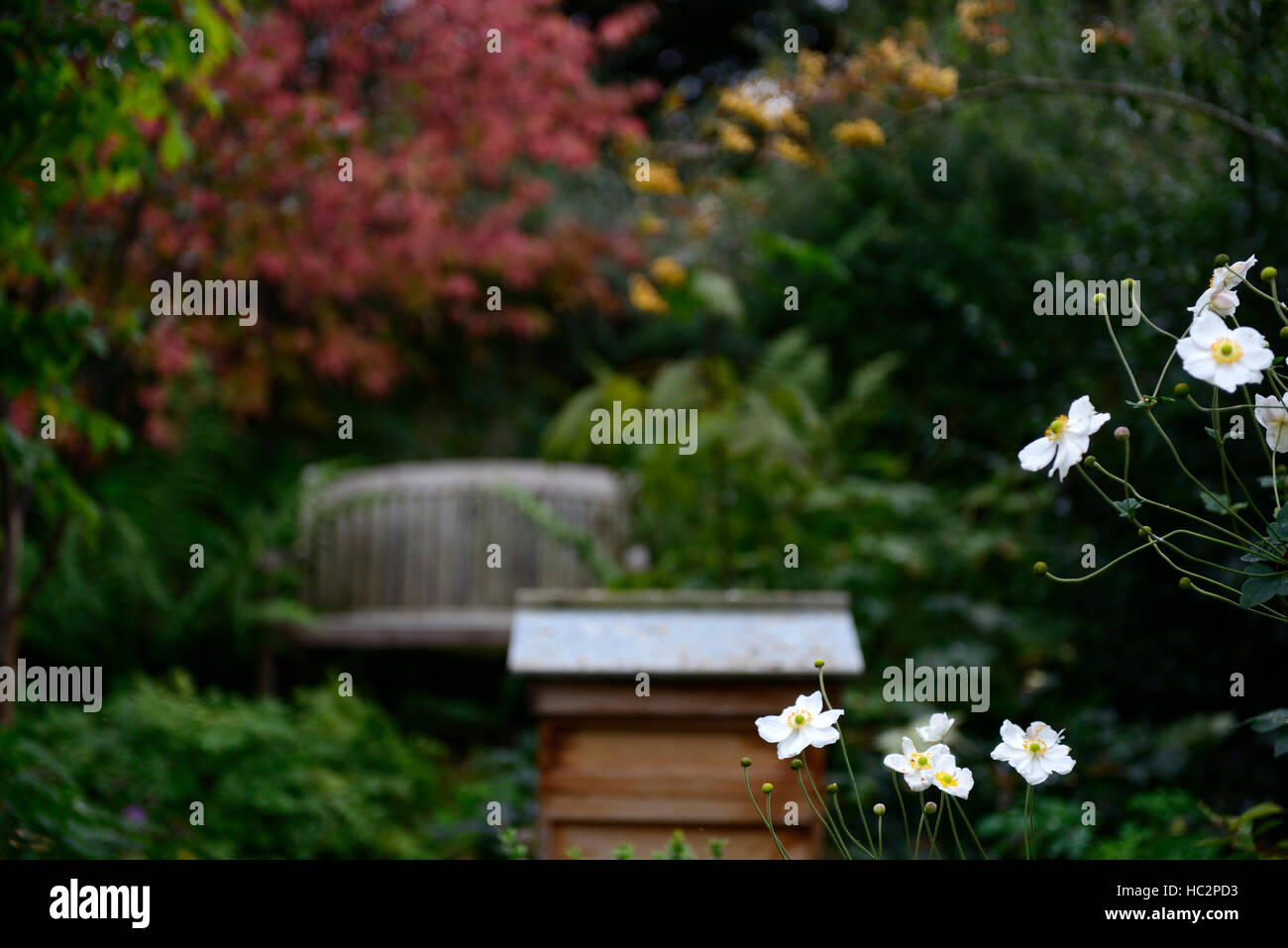 Euonymus Alatus rote Blätter Herbst Sitzbank Sitz ruhigen Ecke Garten Gartenarbeit Einsamkeit Frieden beschauliche Ruhe RM Floral Stockfoto