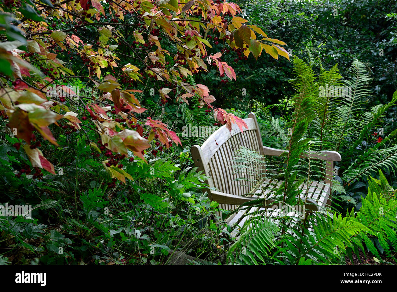 Euonymus Alatus rote Blätter Herbst Sitzbank Sitz ruhigen Ecke Garten Gartenarbeit Einsamkeit Frieden beschauliche Ruhe RM Floral Stockfoto